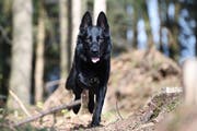 Der Zuger Polizeihund «Wyk» rettete einen stark unterkühlten Jugendlichen. (Bild: Zuger Polizei)
