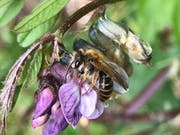 Eine Zaunwicken-Sandbiene, die auf Pollen von Wicken und Platterbsen spezialisiert ist. (Bild: André Rey)