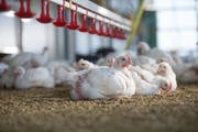 Die Pouletmast generiert die Hälfte der Einnahmen der Familie Manser. (Bild: PD)