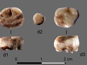 Das internationale Forschungsteam stiess in einer archäologischen Ausgrabungsstätte am russischen Fluss Jana auf zwei 31'000 Jahre alte Milchzähne. Die untersuchte DNA zeigte, dass die Zähne zu Individuen einer bislang nicht bekannten Bevölkerungsgruppe gehörten (Bild: Universität Bern/Russian Academy of Sciences)