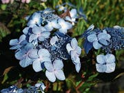 Eine «Endless Summer» mit kleinen flachen Blüten. (Bild: PD)