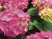 Die «Diva Fiore» verträgt auch heisse Sommertage. (Bild: PD)