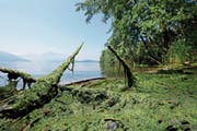 Im Gebiet Choller sind inzwischen viele Algen ans Ufer gespült worden. (Bild: Stefan Kaiser, Zug, 7. Juni 2019)