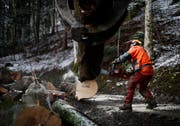 Ein Forstwart bei der Arbeit in Unterägeri. (Bild: Stefan Kaiser, 16. Februar 2016)