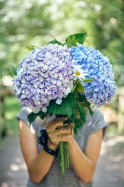 Pralle Blumenkugeln, ein Inbegriff des Sommers. (Bild: Getty)