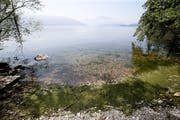 Sieht es jetzt noch grün aus, ist der Badespass schon bald wieder gewährleistet. (Bild: Stefan Kaiser, Zug, 7. Juni 2019)