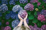 Pralle Blumenkugeln: Damit blaue Hortensien auch wirklich blau blühen, brauchen sie einen säurehaltigen Boden. (Bild: Getty)