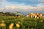 Derzeit kann man über Blumenwiesen wandern und hat dabei den Alpstein im Blick. (Bild: Swiss-Image)