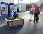 Das Beet am Hauptbahnhof dient auch Wartenden. (Bild: Marlen Hämmerli)