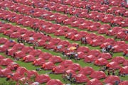 Anfang Juli 2009: 2400 rote Zelte beherbergen auf der Kreuzbleiche Teilnehmerinnen und Teilnehmer des Gigathlon. (Bild: Hanspeter Schiess - 3. Juli 2009)
