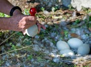 Wildhüter sollen ab Frühjahr 2020 im Uferbereich des Urnersees Schwaneneier anstechen dürfen. (Bild: Corinne Glanzmann, Ennetbürgen, 12. April 2016)
