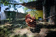 Die Hühner liefern den Lagerteilnehmern frische Eier. (Bild: Stefan Kaiser, Walchwil, 10. Juli 2019)