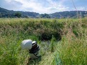 Unter anderem am Äächelibach in Au haben die Fachleute regelmässig Wasserproben entnommen und analysiert. (Bild: Mike Hauser)
