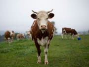 Produkte von Hornkühen können künftig am Label «H()H» erkannt werden. So können sich Konsumentinnen und Konsumenten bewusst für solche Produkte entscheiden. (Bild: KEYSTONE/GIAN EHRENZELLER)