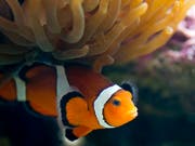 Künstliches Licht stört die Fortpflanzung der Clownfische. (Bild: KEYSTONE/ALESSANDRO DELLA BELLA)