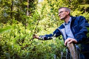 Simon Zeller, Projektleiter der Biodiversitätsstrategie im Kanton St. Gallen, mit der Niedrigen Birke. (Bild: Urs Bucher)
