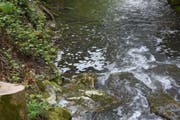 In diesem Bach zwischen Wuppenau und Zuzwil sind die Bachforellen der Schweinegülle erlegen. (Bild: Kantonspolizei Thurgau)