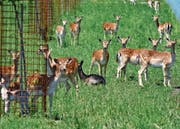 Aus der Nähe sehen kann man die Tiere nur mit dem Fernglas oder dem Teleobjektiv. (Bild: Kurt Latzer)