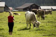 Kühe grasen auf dem Urnerboden. (Bild: Keystone/Alexandra Wey, 10. Juli 2019)