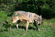 Wer im Kanton Schwyz einen Wolf sichten möchte, dem bietet sich im Tierpark Goldau die beste Möglichkeit. (Bild: Remo Nägeli (Goldau, 7. Oktober 2008))