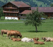 Der kantonale Richtplan legt auch die Grösse der Ställe fest. (Symbolbild: Boris Bürgisser, Flüeli-Ranft)