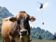 Wasser für durstige Kühe nur per Helikopter: Im vergangenen Sommer waren die Folgen des Klimawandels für die Landwirtschaft besonders spürbar. (Bild: KEYSTONE/ENNIO LEANZA)