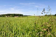 Der Bau von Windrädern auf dem Seerücken zerstöre die Landschaft, finden die Windkraftgegner vom Verein Pro Salen-Reutenen. Die beiden Dörfer der Gemeinde Homburg liegen auf rund 700 Meter über Meer. (Bild: Nano do Carmo)