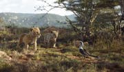 Simba, Nala und Königsberater Zazu. (Bild: Disney)