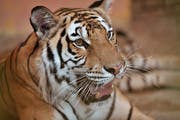 Ein Tiger. (Bild: AP Photo/Hadi Mizban)