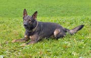 Diensthund «Rusty» spürte einen Einbrecher auf. (Bild: PD)