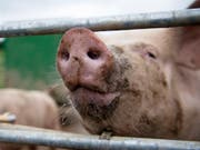 Bei einem Feuer in Alchenstorf BE sind am früheren Freitagmorgen einige Schweine umgekommen. (Bild: KEYSTONE/MELANIE DUCHENE)