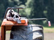 In Deutschland starben zwei Kinder, nachdem sie von einem Traktor gefallen waren. (Bild: KEYSTONE/ALEXANDRA WEY)