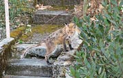 Dieser an Fuchsräude erkrankte Fuchs wurde Mitte März in Luzern gesichtet und fotografiert. (Bild: PD)