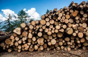 In der ganzen Schweiz müssen wegen des Borkenkäfers tausende Bäume gefällt werden. (Quelle: Keystone)