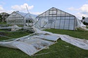Das Unwetter vom Freitagabend hinterliess bei den Gewächshäusern auf dem Areal der Psychiatrie St. Gallen Nord in Wil ein Bild der Verwüstung. Das Beunruhigende: Der Blick auf die Gegenwart ist zugleich ein Blick in die Zukunft. (Bilder: Hans Suter)