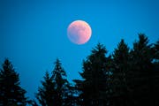 Eine totale Mondfinsternis von der Sternwarte Antares aus fotografiert. (Bild: Ralph Ribi - 27. Juli 2018)