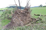 Unglaubliche Energie: Die Eigenrotation von Tornados kann selbst grosse Bäume samt Wurzelwerk aus dem Boden heben oder ganze Baumkronen wegreissen.