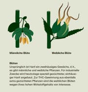 CBD wird nicht als psychoaktiv Substanz betrachtet. Daher untersteht der entsprechende Cannabis nicht dem Betäubungsmittelgesetz.