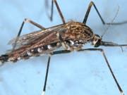 Die Asiatische Tigermücke ist in Zürich-Wollishofen angekommen. Die Stadt Zürich betont aber, dass gegenwärtig kein Grund zur Sorge bestehe. (Bild: KEYSTONE/EPA/JAMES GATHANY / CENTERS FOR DISEASE CONTROL / HANDO)