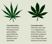 Statt des THC steht beim sogenannten CBD-Hanf der Inhaltsstoff Cannabidiol (CBD) in Vordergrund.