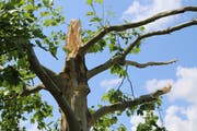 Durch seine gigantischen Torsionskräfte kann ein Tornado eine Baumkrone wie ein Zündholz knicken oder gar einen ganzen Baum samt Wurzelwerk aus dem Erdreich schrauben. (Bild: Hans Suter)