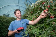 Landwirt Fabian Bühlmann aus Werthenstein hat mit der Himbeerernte derzeit alle Hände voll zu tun. (Bild: Pius Amrein, 16. Juli 2019)