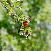 Leserbild. Klaus Stadler hat in St.Gallen einen Dompfaffen fotografiert. Der Vogel - auch als Gimpel bekannt - frisst gerade eine Felsenbirne. Deren Früchte können auch Menschen essen.