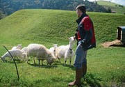 Tobias Obwegeser kontrolliert, ob die Ziegen korrekt markiert sind und einen Schattenplatz haben. (Bilder: Karin Erni)