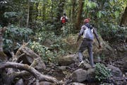 Der Weg führt durch von Pflanzen überwucherte Pfade. (Bild: Eva Hirschi)