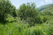 Das Biotop von Fränggi Imhof in den Steibergen in Realp ist eine fast undurchdringbare Wildnis. (Bild: Christof Hirtler, Realp, Juli 2019)