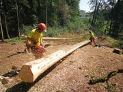 Forstteam Stadtforstamt beim Entrinden eines Käferbaumes im Wesemlinwald (Bild: Raphael Müller, Luzern, 18. Juli 2019)