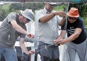 Das Amt für Wald und Wild untersuchte im August 2018 die Fischfauna im Ägerisee. Hier entfernen gerade Fachleute Fische vom Netz und vermessen sie. (Bild: Werner Schelbert, 28. August 2018)