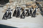 Die Brillenpinguine erkunden ihre neue Anlage.
