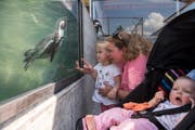 Dank der Glaswand können Zoo-Gäste wie hier Filine, Nadine und Emmea Steffen (von links) die Pinguine beim Tauchen beobachten. (Bild: Dominik Wunderli, Rothenburg, 18. Juli 2019)